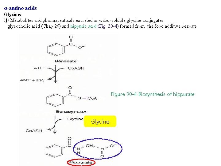 α-amino acids Glycine: ① Metabolites and pharmaceuticals excreted as water-soluble glycine conjugates: glycocholic acid