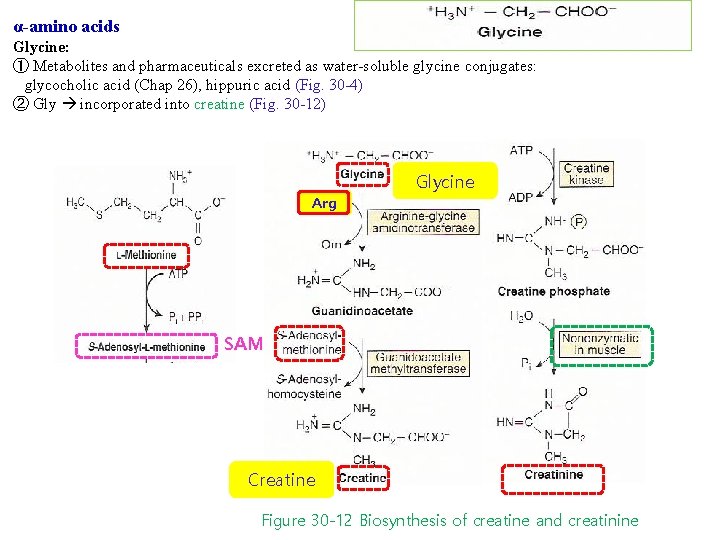 α-amino acids Glycine: ① Metabolites and pharmaceuticals excreted as water-soluble glycine conjugates: glycocholic acid