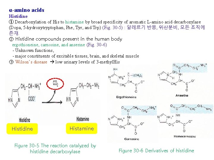 α-amino acids Histidine ① Decarboxylation of His to histamine by broad specificity of aromatic