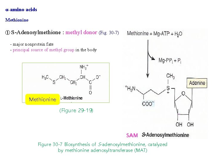 α-amino acids Methionine ① S-Adenosylmethione : methyl donor (Fig. 30 -7) - major nonprotein