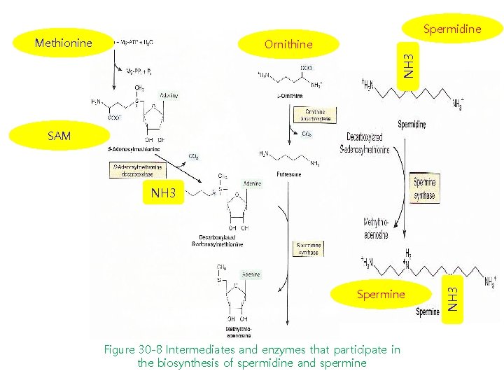 Spermidine Methionine NH 3 Ornithine SAM Spermine Figure 30 -8 Intermediates and enzymes that