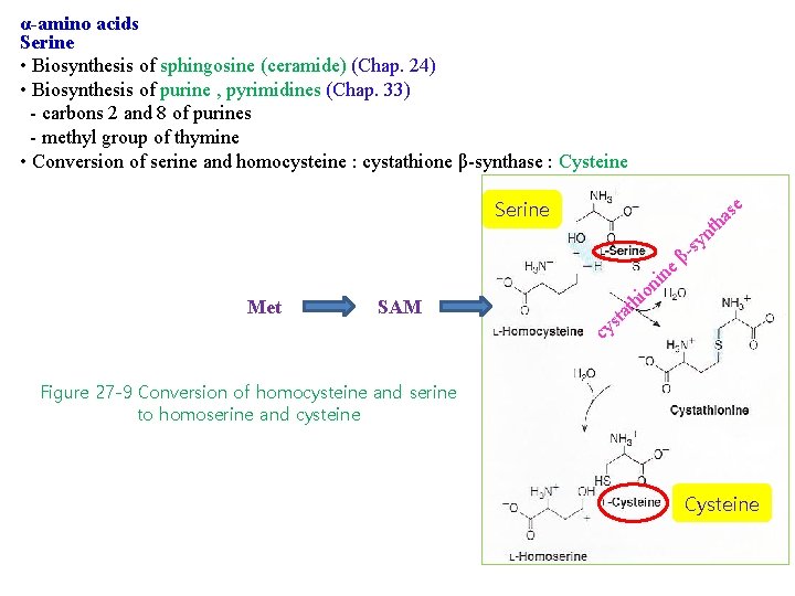 α-amino acids Serine • Biosynthesis of sphingosine (ceramide) (Chap. 24) • Biosynthesis of purine