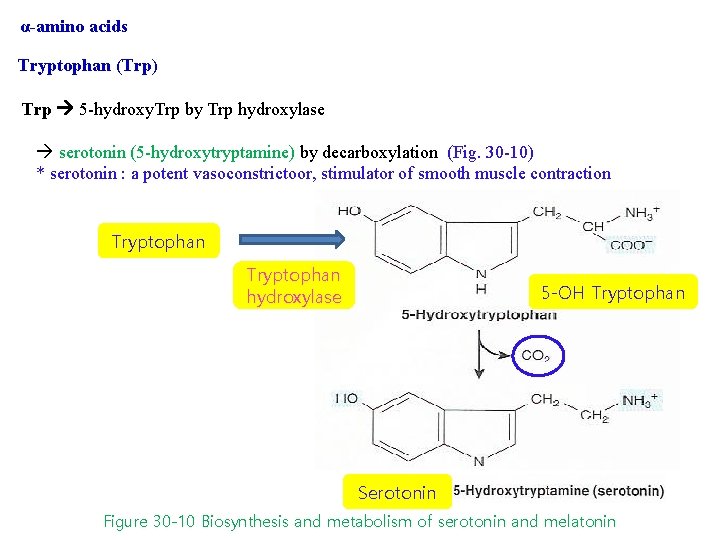 α-amino acids Tryptophan (Trp) Trp 5 -hydroxy. Trp by Trp hydroxylase serotonin (5 -hydroxytryptamine)