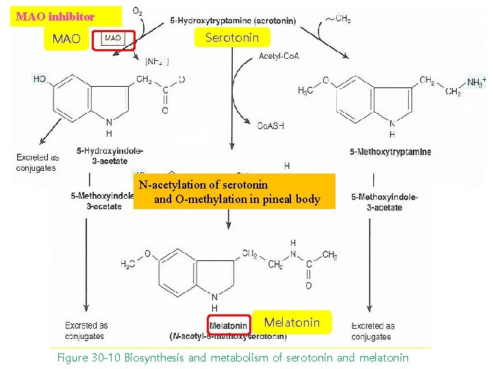 MAO inhibitor MAO Serotonin N-acetylation of serotonin and O-methylation in pineal body Melatonin Figure