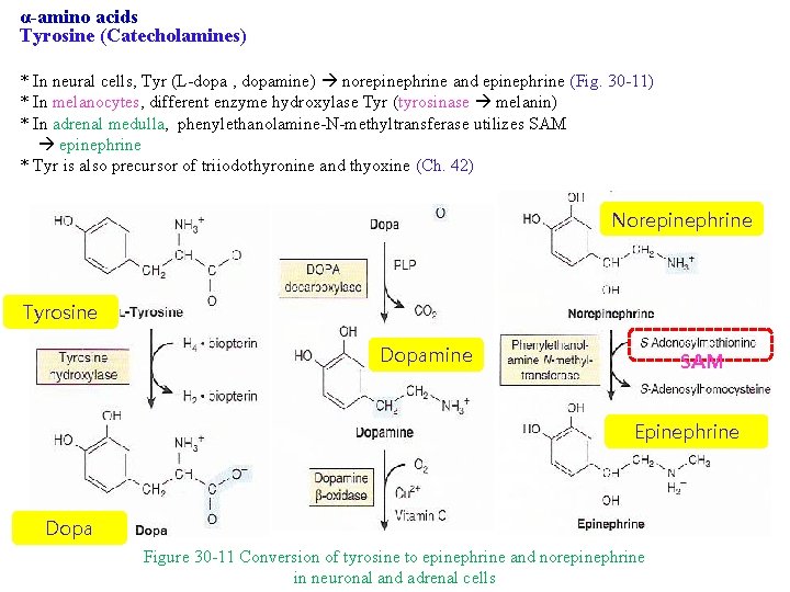 α-amino acids Tyrosine (Catecholamines) * In neural cells, Tyr (L-dopa , dopamine) norepinephrine and