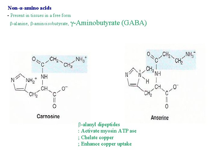 Non-α-amino acids - Present in tissues in a free form -alanine, -aminoisobutyrate, γ-Aminobutyrate (GABA)