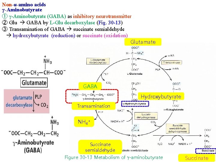 Non-α-amino acids γ-Aminobutyrate ① γ-Aminobutyrate (GABA) as inhibitory neurotransmitter ② Glu GABA by L-Glu