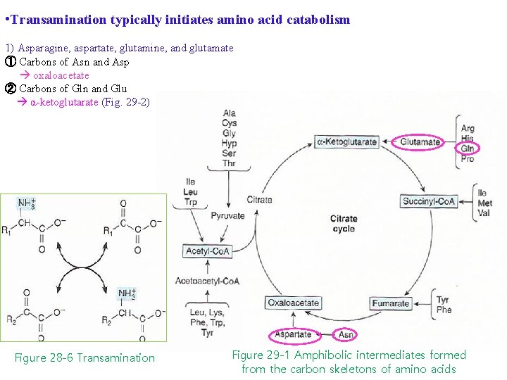  • Transamination typically initiates amino acid catabolism 1) Asparagine, aspartate, glutamine, and glutamate