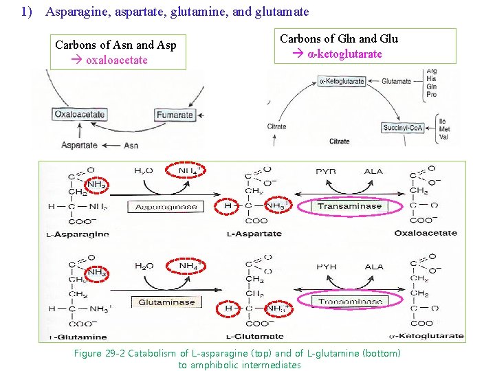 1) Asparagine, aspartate, glutamine, and glutamate Carbons of Asn and Asp oxaloacetate Carbons of