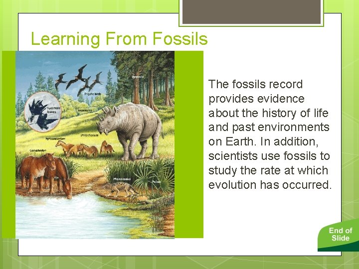 Learning From Fossils The fossils record provides evidence about the history of life and