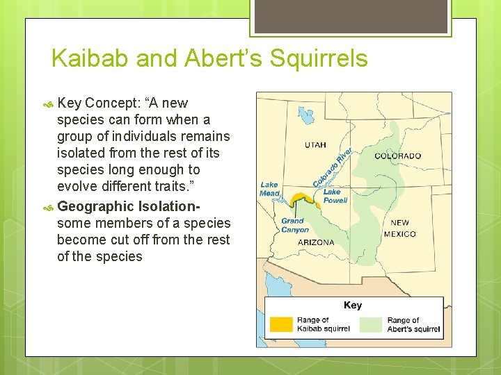 Kaibab and Abert’s Squirrels Key Concept: “A new species can form when a group