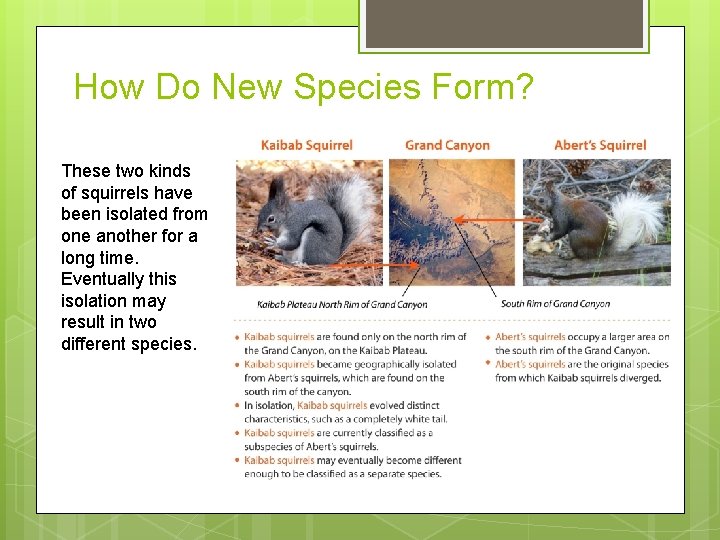 How Do New Species Form? These two kinds of squirrels have been isolated from