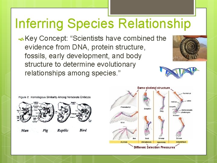 Inferring Species Relationship Key Concept: “Scientists have combined the evidence from DNA, protein structure,