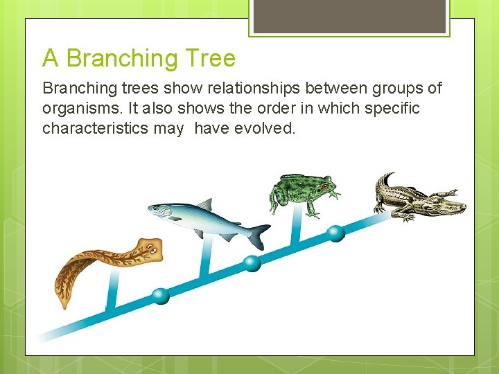 A Branching Tree Branching trees show relationships between groups of organisms. It also shows