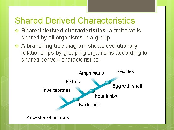 Shared Derived Characteristics v v Shared derived characteristics- a trait that is shared by
