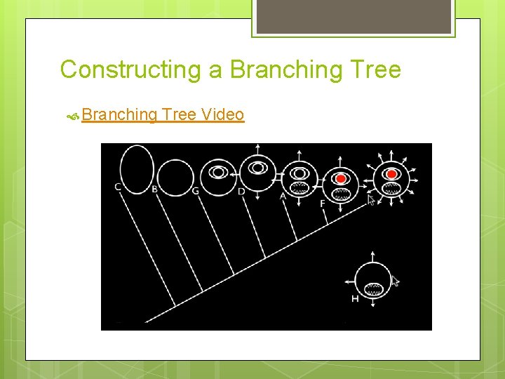 Constructing a Branching Tree Video 