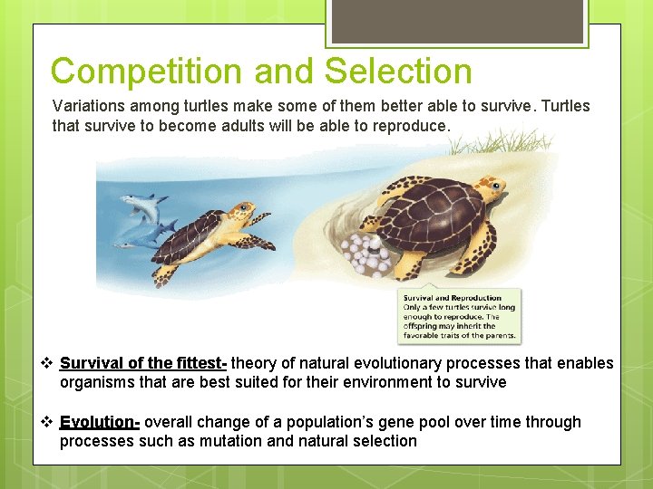 Competition and Selection Variations among turtles make some of them better able to survive.