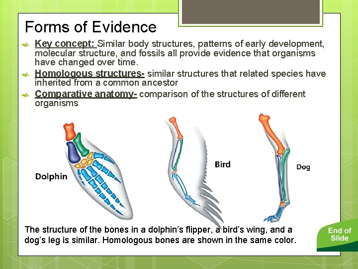 Forms of Evidence Key concept: Similar body structures, patterns of early development, molecular structure,