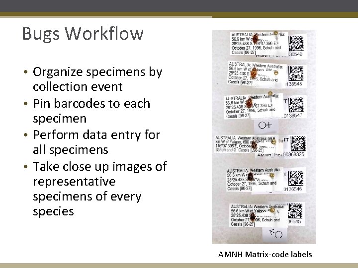 Bugs Workflow • Organize specimens by collection event • Pin barcodes to each specimen