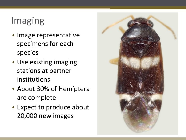 Imaging • Image representative specimens for each species • Use existing imaging stations at