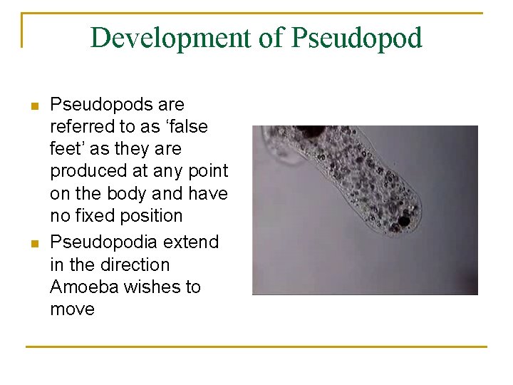 Development of Pseudopod n n Pseudopods are referred to as ‘false feet’ as they