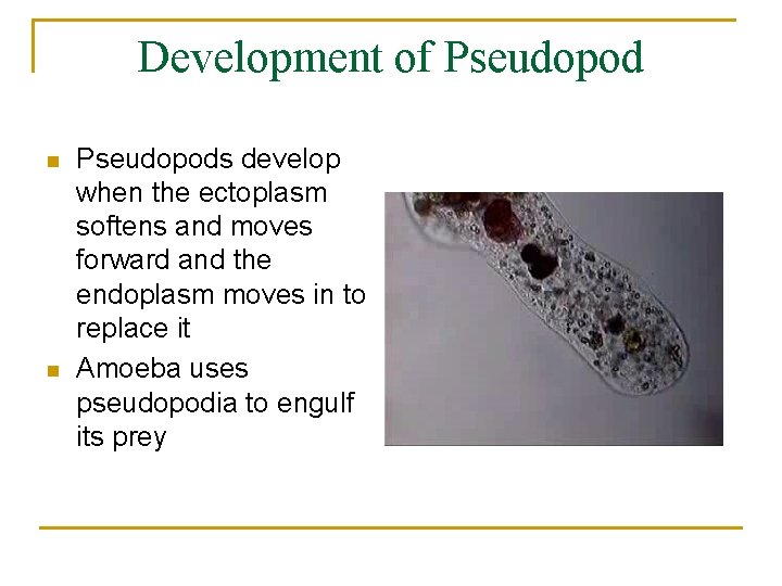 Development of Pseudopod n n Pseudopods develop when the ectoplasm softens and moves forward