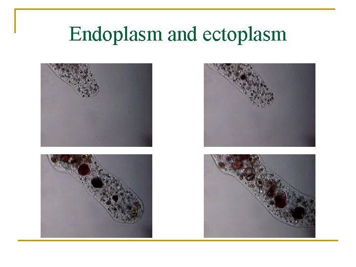 Endoplasm and ectoplasm Before After 