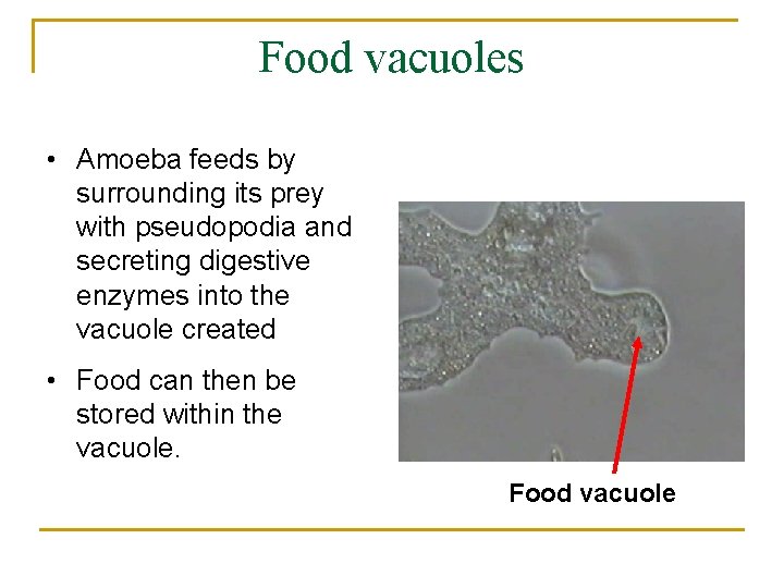 Food vacuoles • Amoeba feeds by surrounding its prey with pseudopodia and secreting digestive