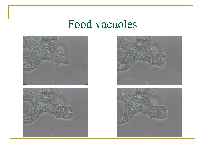 Food vacuoles 