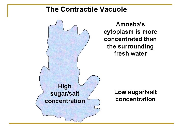 The Contractile Vacuole Amoeba’s cytoplasm is more concentrated than the surrounding fresh water High