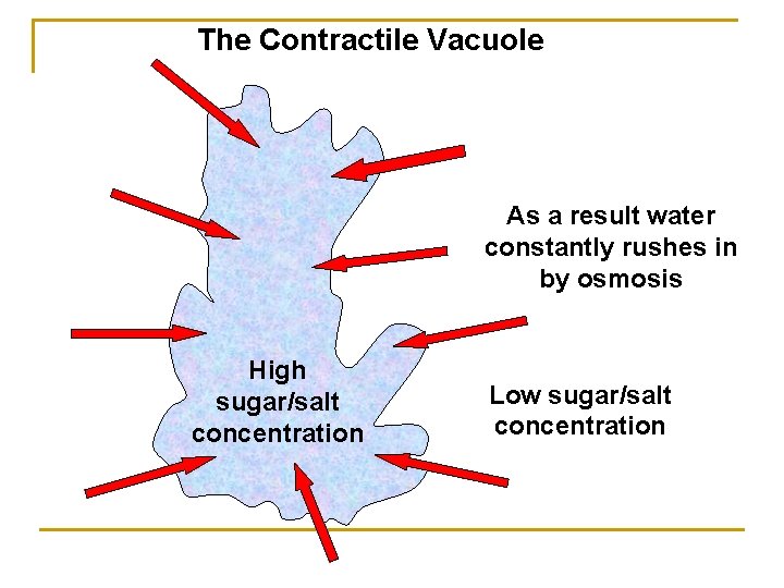 The Contractile Vacuole As a result water constantly rushes in by osmosis High sugar/salt