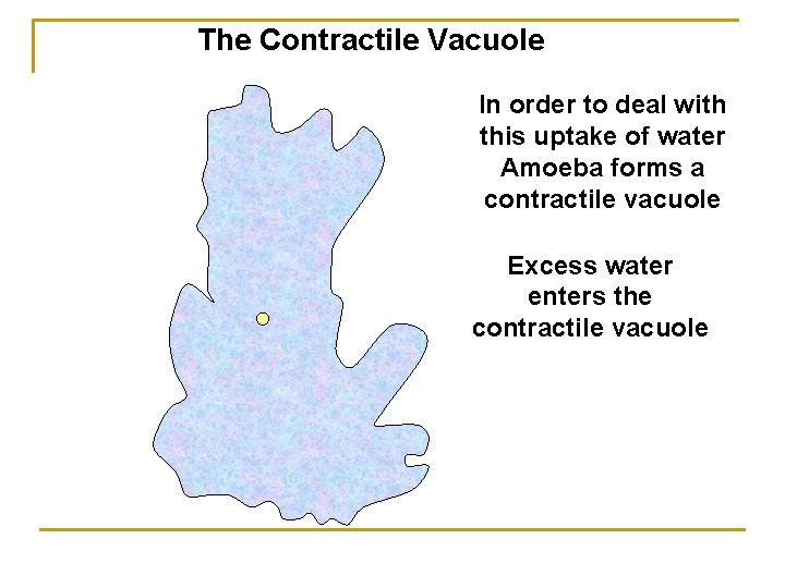 The Contractile Vacuole In order to deal with this uptake of water Amoeba forms