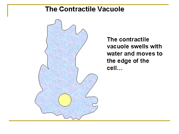 The Contractile Vacuole The contractile vacuole swells with water and moves to the edge