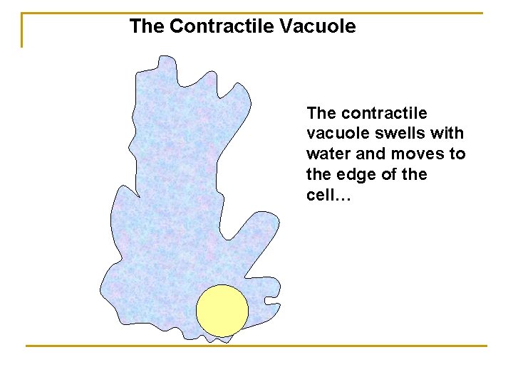 The Contractile Vacuole The contractile vacuole swells with water and moves to the edge