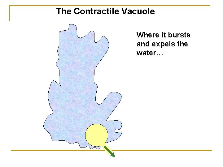 The Contractile Vacuole Where it bursts and expels the water… 