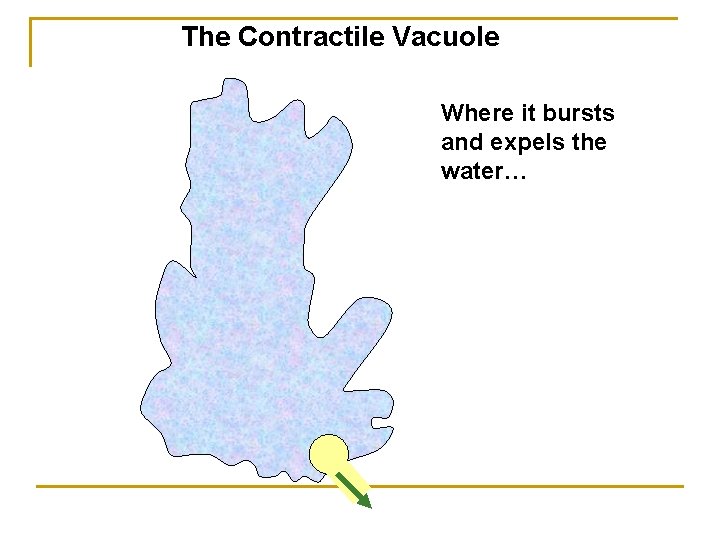 The Contractile Vacuole Where it bursts and expels the water… 