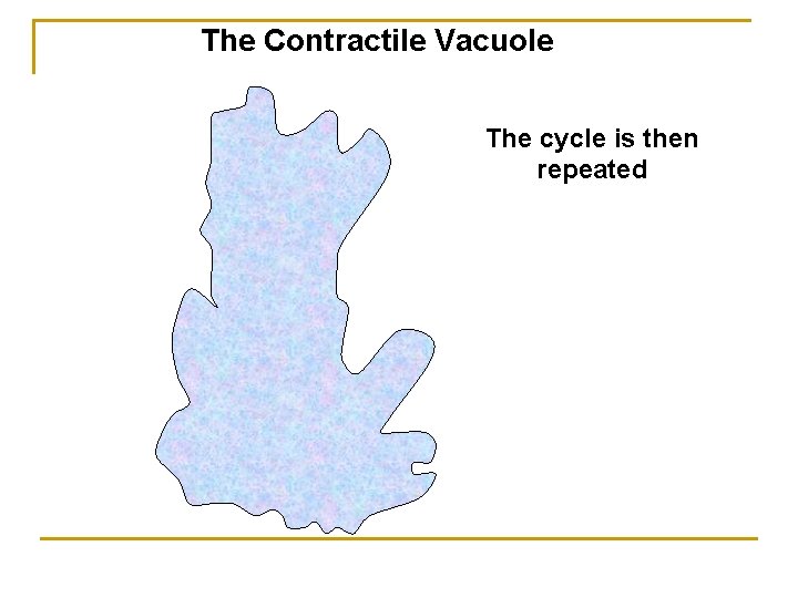 The Contractile Vacuole The cycle is then repeated 