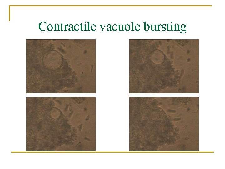 Contractile vacuole bursting 