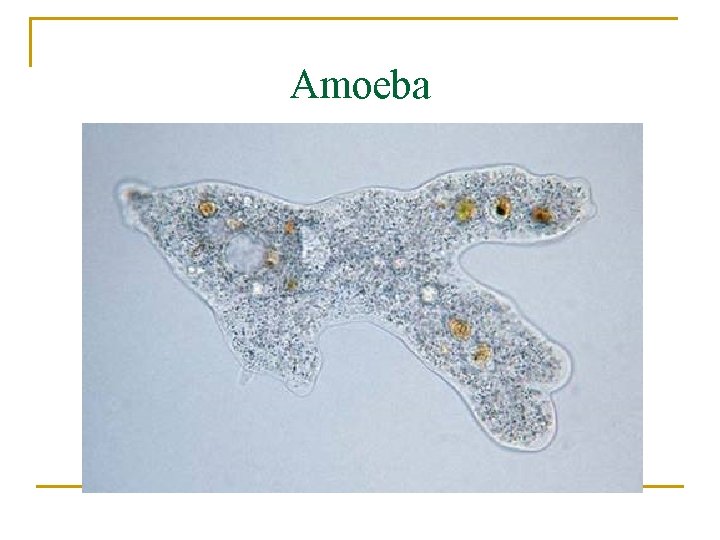 Amoeba 