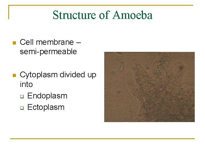 Structure of Amoeba n Cell membrane – semi-permeable n Cytoplasm divided up into q