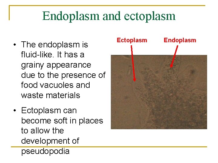 Endoplasm and ectoplasm • The endoplasm is fluid-like. It has a grainy appearance due