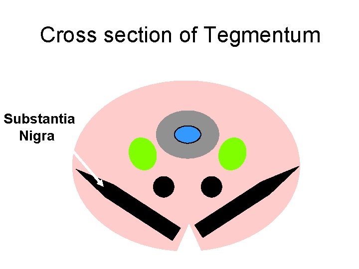 Cross section of Tegmentum Substantia Nigra 