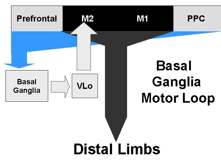 Prefrontal Basal Ganglia M 2 VLo M 1 PPC Basal Ganglia Motor Loop Distal