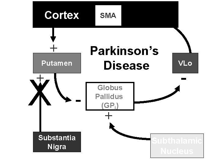 Cortex + + Parkinson’s Disease Putamen + X SMA - Substantia Nigra Globus Pallidus