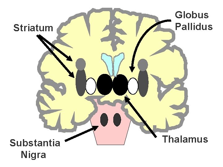 Striatum Substantia Nigra Globus Pallidus Thalamus 