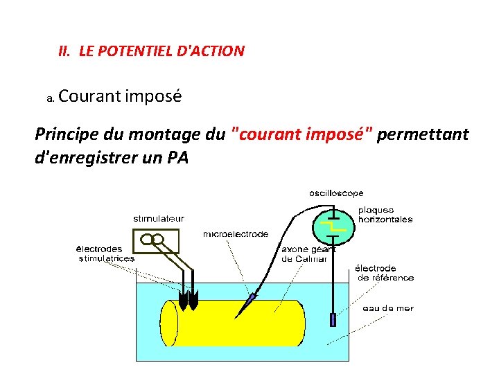 II. LE POTENTIEL D'ACTION a. Courant imposé Principe du montage du "courant imposé" permettant