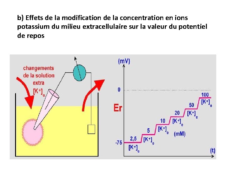 b) Effets de la modification de la concentration en ions potassium du milieu extracellulaire