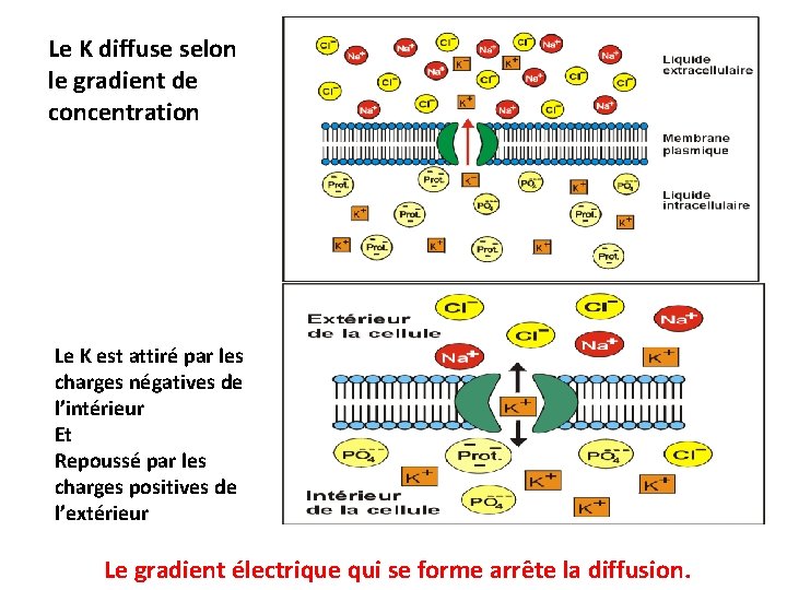 Le K diffuse selon le gradient de concentration Le K est attiré par les