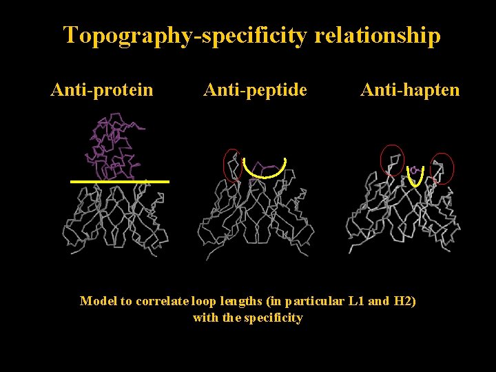 Topography-specificity relationship Anti-protein Anti-peptide Anti-hapten Model to correlate loop lengths (in particular L 1