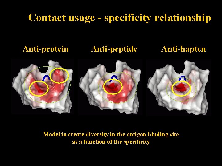 Contact usage - specificity relationship Anti-protein Anti-peptide Anti-hapten Model to create diversity in the